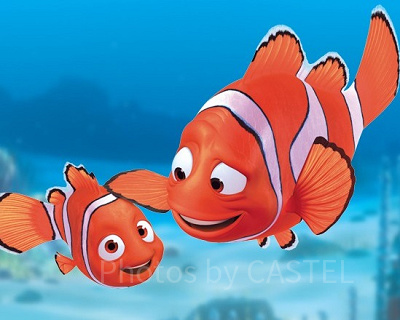 カクレクマノミの親子と仲間たちの冒険物語