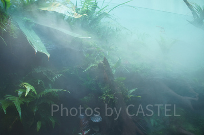 AOAO SAPPOROのネイチャーアクアリウム(「悠久の森」)