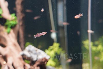 アフィオセミオン・ガードネリー