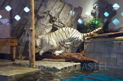 上手に木にまたがるアクアくん