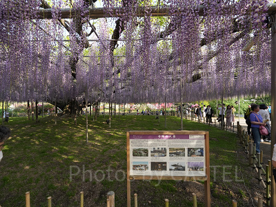 あしかがフラワーパーク