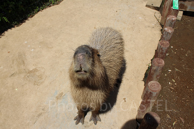 カピバラ
