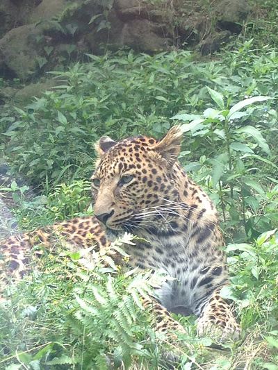 チーター/富士サファリパーク