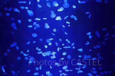 美ら海水族館の割引