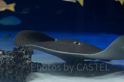 サンシャイン水族館の混雑状況：狙い目②