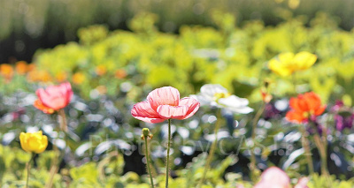 ディズニーランドローズの花言葉