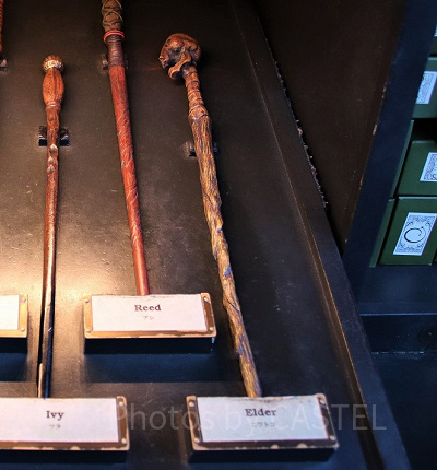 ニワトコ(11/25~12/22)