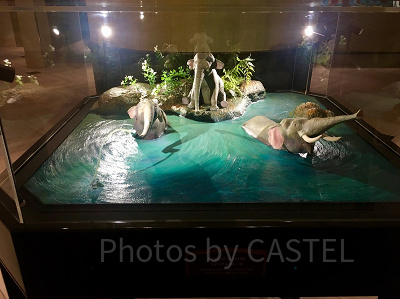 ジャングルクルーズでゲストを歓迎するゾウたち