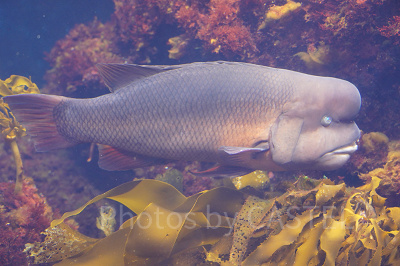 新江ノ島水族館（えのすい）：営業時間