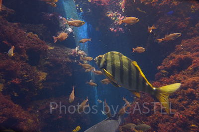 新江ノ島水族館（えのすい）：混雑時期