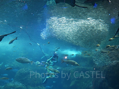 新江ノ島水族館（えのすい）：潜水ショー「フィンズ」