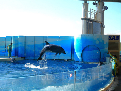 新江ノ島水族館（えのすい）：イルカショー「Wave~君の波になりたい~」