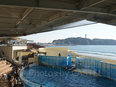 新江ノ島水族館（えのすい）：ショー