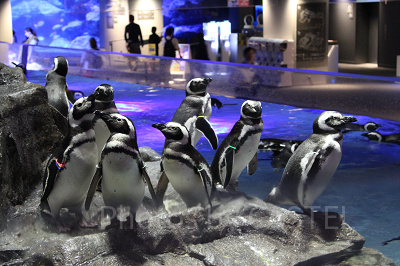 すみだ水族館のイベント