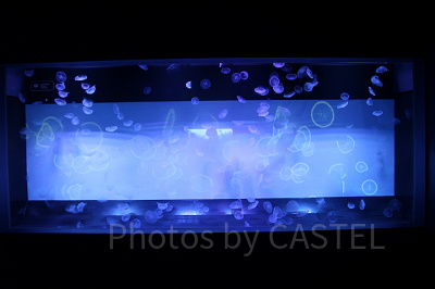 幻想的なクラゲの水槽