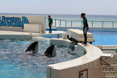 鴨シーでは4頭のシャチが活躍中