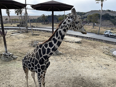 サファリエリアのキリン