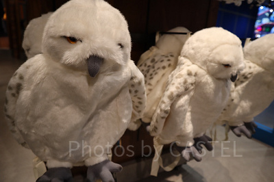 ハリーポッターグッズ/ヘドウィグリュック