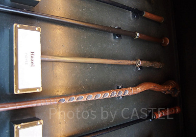 ハシバミ(8/5~9/1)