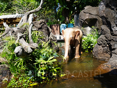 香港ディズニーランドのアトラクション：ジャングル・リバー・クルーズ