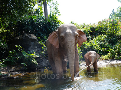 香港ディズニーランド：旅行代理店ツアーのデメリット