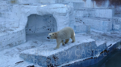 人気者のシロクマのホウちゃん
