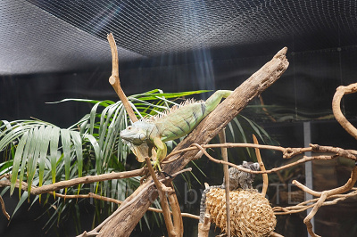 イグアナとマーモセットが一緒に生活