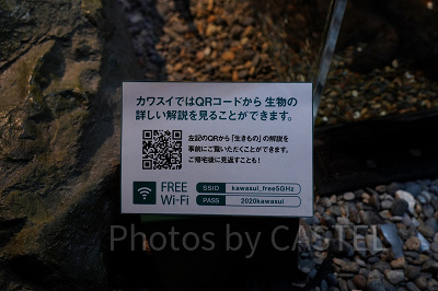 生きものの情報はスマホで読める