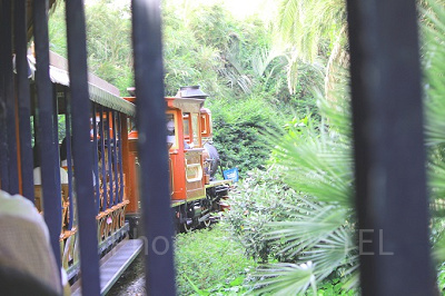 木々の中を蒸気機関車で進むなんて、すこし不思議な気分ですよね。