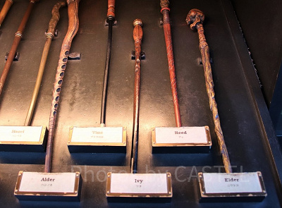 ツタ（9/30～10/27）