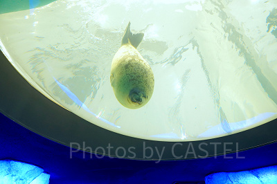 海遊館の北極圏水槽(のぞき窓部分)