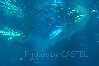 海遊館の太平洋水槽