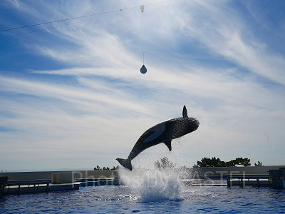 神戸須磨シーワールド潜入レポ♪シャチ・イルカ♪水族館・ホテル