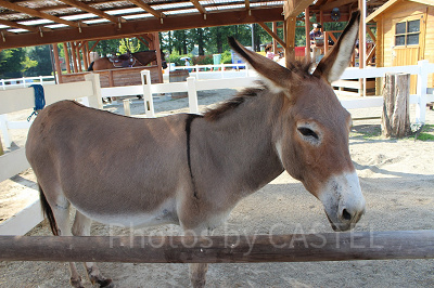 おっとりしたロバのちひろにご飯をあげよう