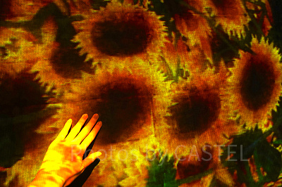 壁に映し出された花や動物に触ってみましょう!