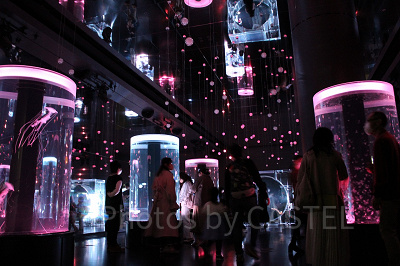 ジェリーフィッシュランブルのライティング（2022年春限定バージョン）