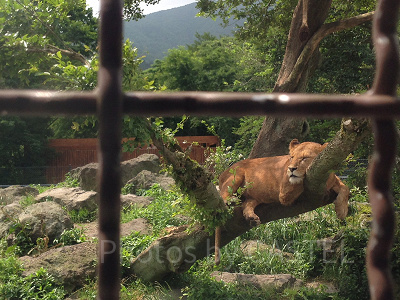 メスライオン／富士サファリパーク