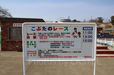 こぶたのレース