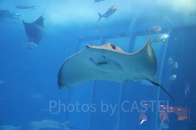 美ら海水族館のマンタ