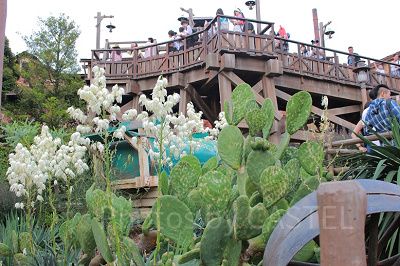 ビッッグサンダーマウンテンの周りにはたくさんの植物が植えられえています。