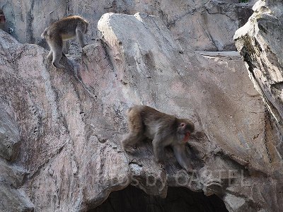 上野動物園の猿山