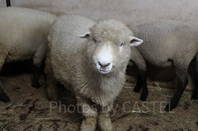 かわいい動物たちに会えるマザー牧場
