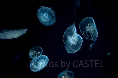 神秘的なクラゲ