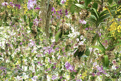 「Garden Area(ガーデンエリア)」の新作品