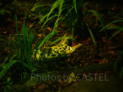 ナイトサファリ：ウンピョウ