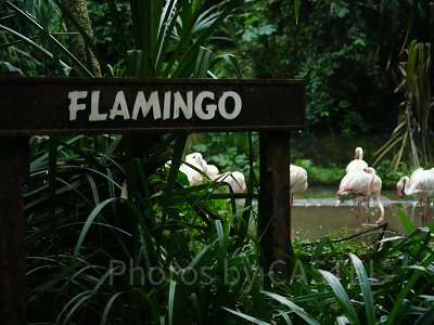 ナイトサファリ：営業時間