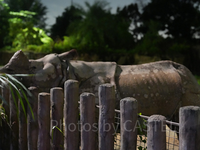 ナイトサファリ：サイの餌やりシーン