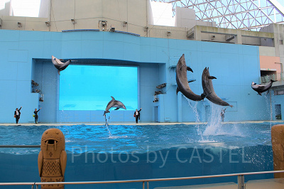 イルカと人の華麗なチームワークに注目！