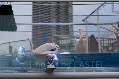 サンシャイン水族館のペリカン