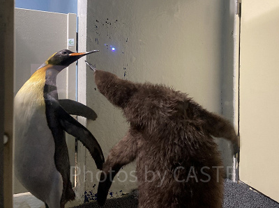 親と戯れるペンギンのヒナ